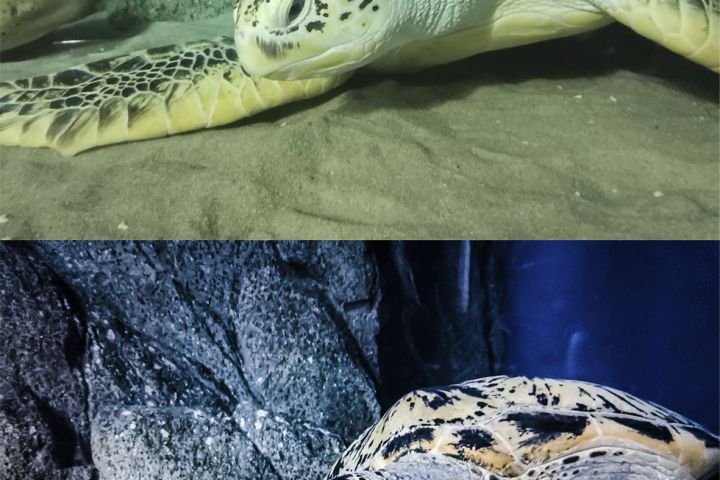 Цветокоррекция - 1690876