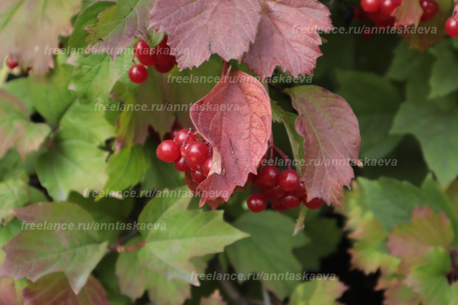 Продаю: Фотография: Калина красная ягода осенью