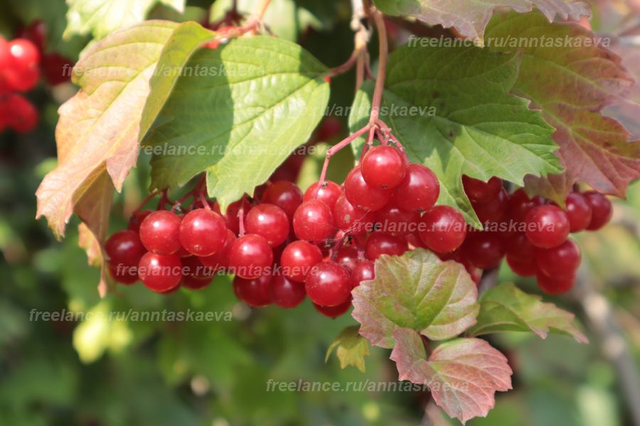 Продаю: Фотография: Калина красная ягода осенью -   товар id:7334