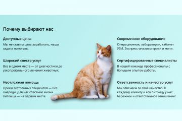 Дизайн Landing Page (ветеринарная клиника)