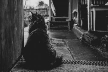 Фон обложки