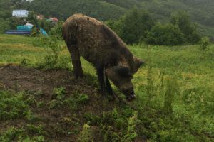 7C98890F-DD32-43CE-9D9C-3ACDA115BC42