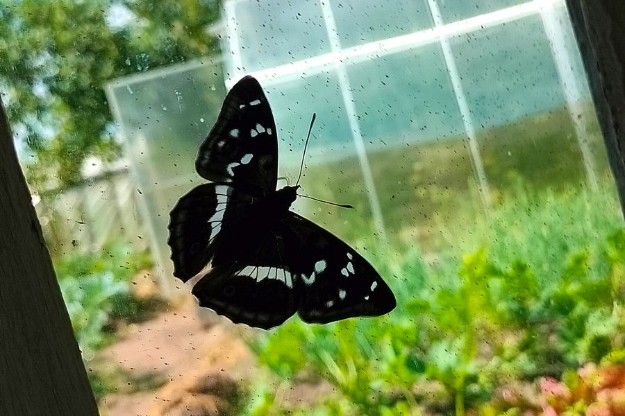 Продаю: Черно-белая бабочка Пестрокрыльница Araschnia levana -   товар id:9259