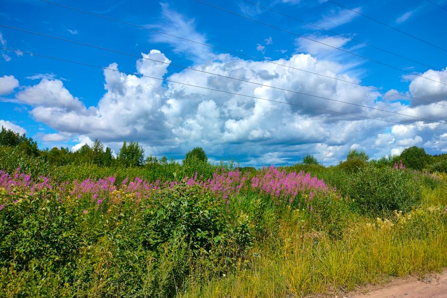 Продаю: Яркий жаркий летний день на природе с красивыми облаками -   товар id:9264