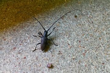 Черный жук с блинными усами на ДСП