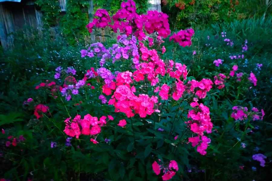 Продаю: Многолетние флоксы цветут вечером в саду -   товар id:9275