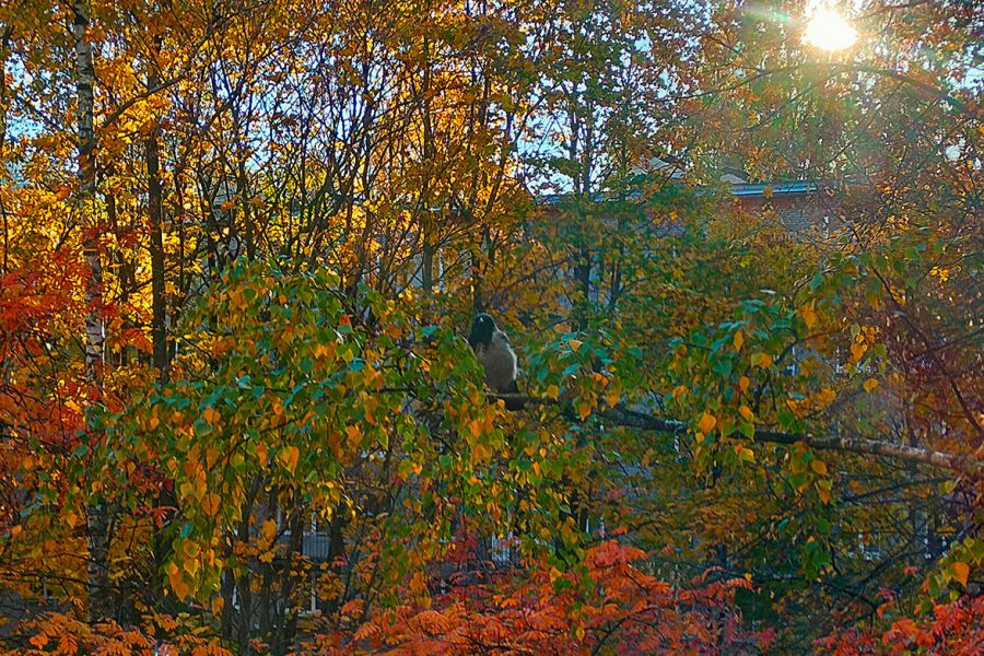 Продаю: Осенний парк с солнечным светом и голубым небом с вороной на дереве -   товар id:9280