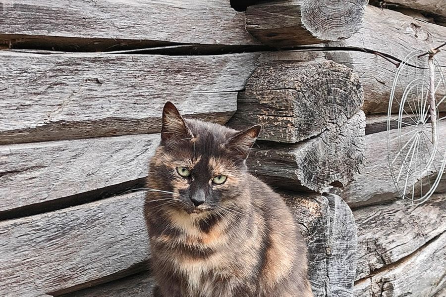 Продаю: Трехцветная кошка на фоне деревянной избы в деревне -   товар id:9281