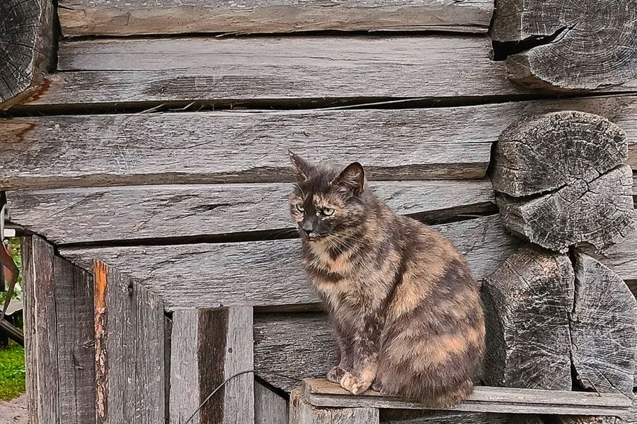 Продаю: Трехцветный кот сидит возле старого деревянного дома в российской глубинке -   товар id:9282