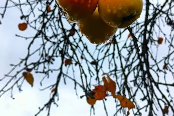 Созревшие яблоки на яблоне осенью