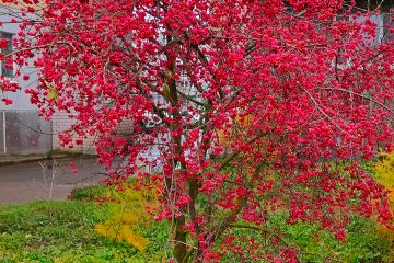 Кустарник или дерево вид рода Бересклет семейства Бересклетовые