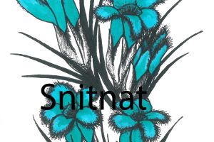 Bouquet of fluffy azure meadow flowers with thin black leaves