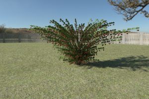 Крыжовник. Куст с плодами