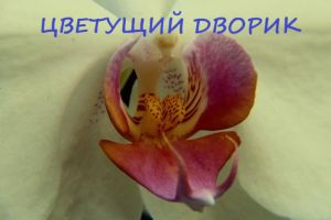 Цветущий дворик 1