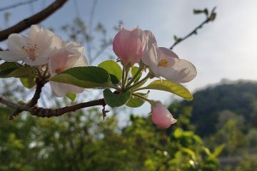 Яблоневый цвет