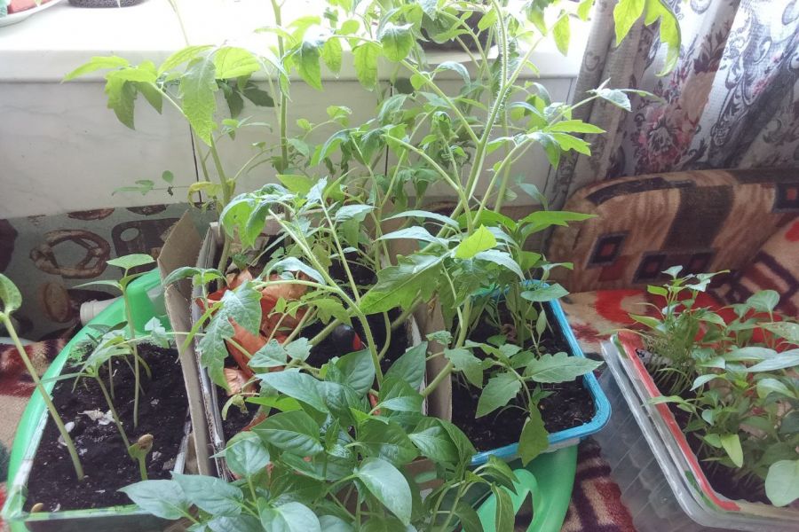 Выращивание рассады для посадки помидор 2 000 руб. за 30 дней.. Вера Шикунова
