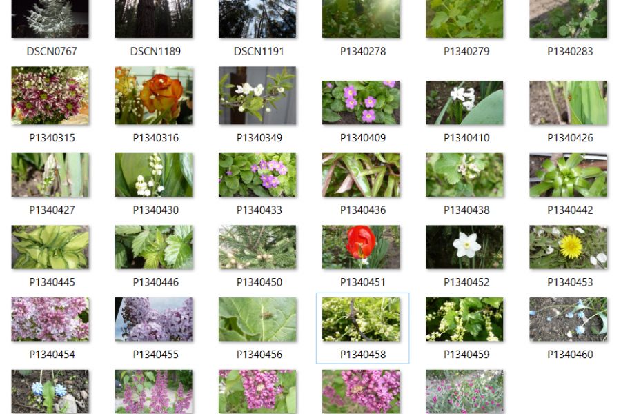 Продаю: Фото природы 35 штук (цветы, деревья, насекомые) -   товар id:12149