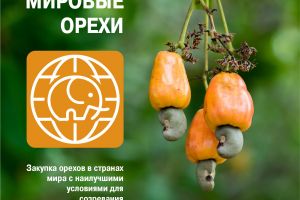 ЗЕЛЕНЫЙ СЛОН_2