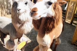 IMG_20241214_224030_051