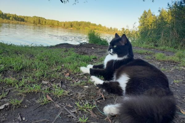 Котики
