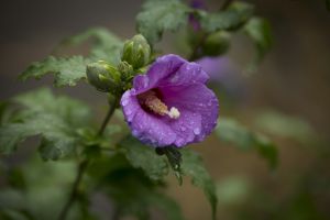 цветок с каплями дождя