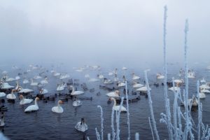 лебединое озеро зимой