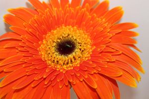 н17 гербер оранж