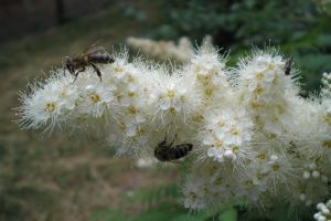 н12 весна черёмуха пчелы крас