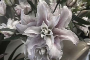 Редактор текстов