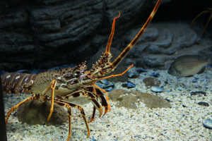 Лагнуст видимо