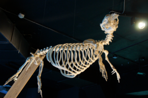 Кости рептилии