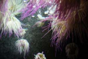 Что-то в воде