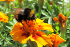 Шмель на цветке