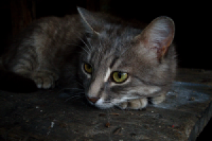 Задумчивость