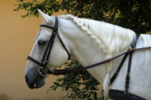 Лошадь с косичкой