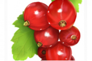 Тренировочные фрукты.