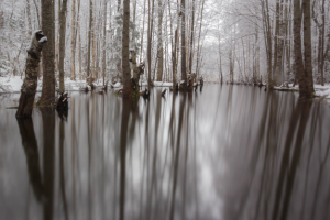 Весенний монохром