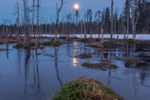 Восход луны на болоте