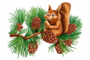 Кедровые орешки