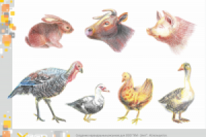 Создание карандашных рисунков для ООО “КМ - Элит”