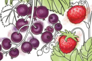 серия иллюстраций для этикеток ТМ "Био леди"