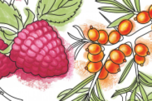 серия иллюстраций для этикеток ТМ "Био леди"