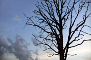 мертвое дерево