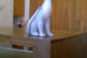 кошка на барной стойке