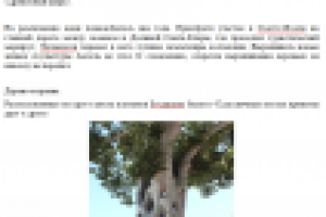 Древесный цирк