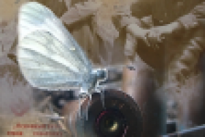 Завоеванная тишина