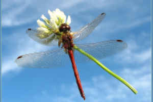 В небеса рвется клевера душа
