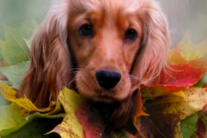 осенняя акварель