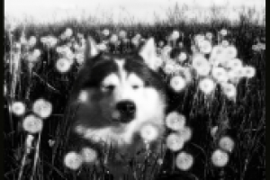 мальчик-одуванчик