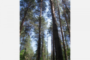 Просто сосны